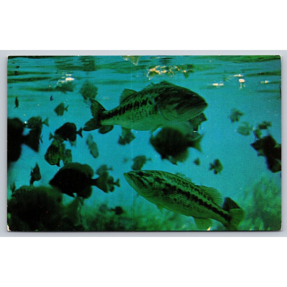 Postcard Florida Rainbow Springs Calico Bass Fish Sub Boats Underwater Scene